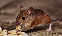 24 Hour & Emergency Exterminators in Pleasureville, KY